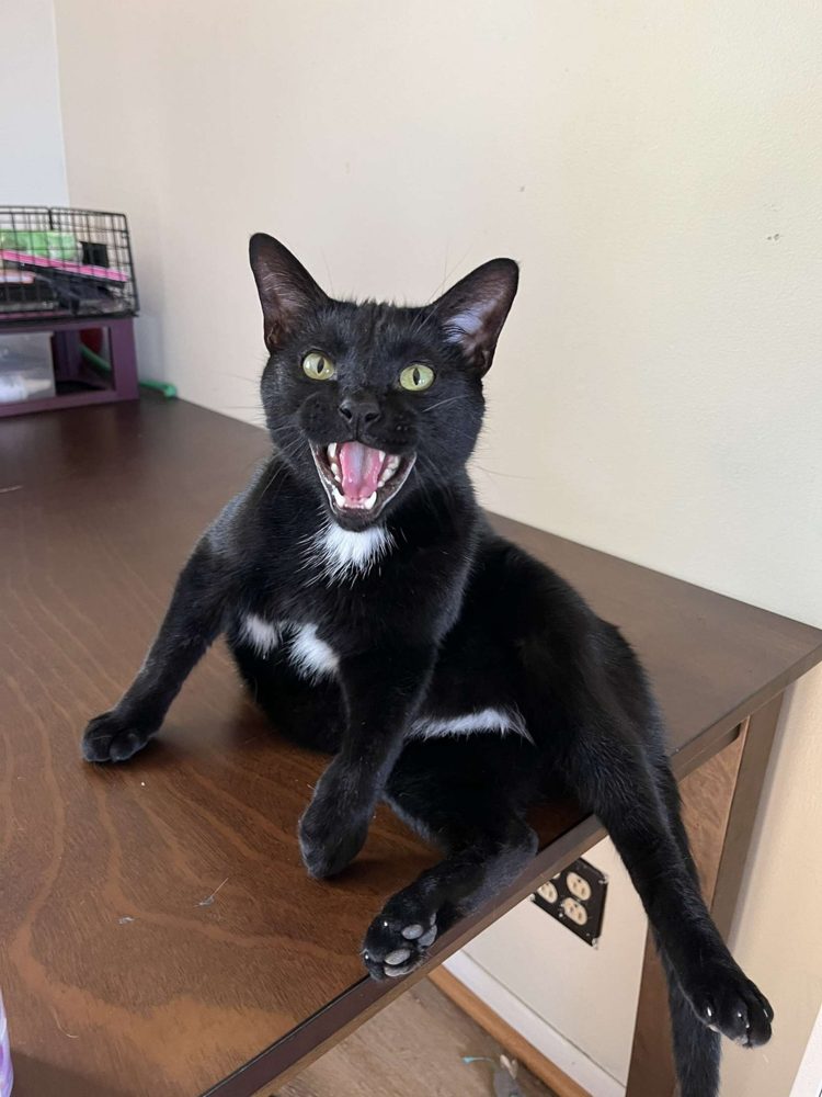Hal, a sleek black cat with a white chest patch, sitting on a desk with his mouth open in a great grin, tongue out.
