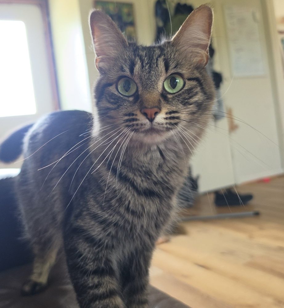 Harley, a grey-brown tabby with enormous round green eyes and long white whiskers, looking straight at the camera.