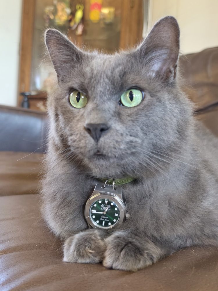 Oliver, a long-haired blue-grey cat with green eyes, wearing his watch on his green collar.