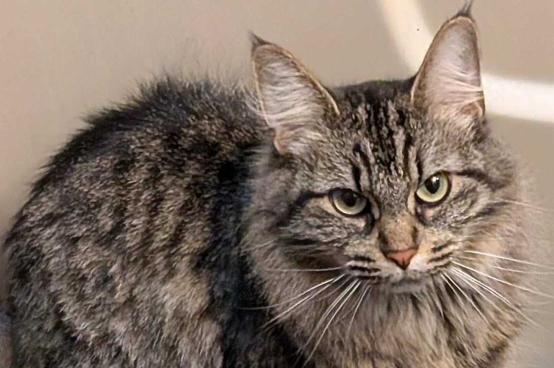Rose, a deep, rich-brown long-haired tabby with green eyes and tufted ears — the fluffiest cat in the house.