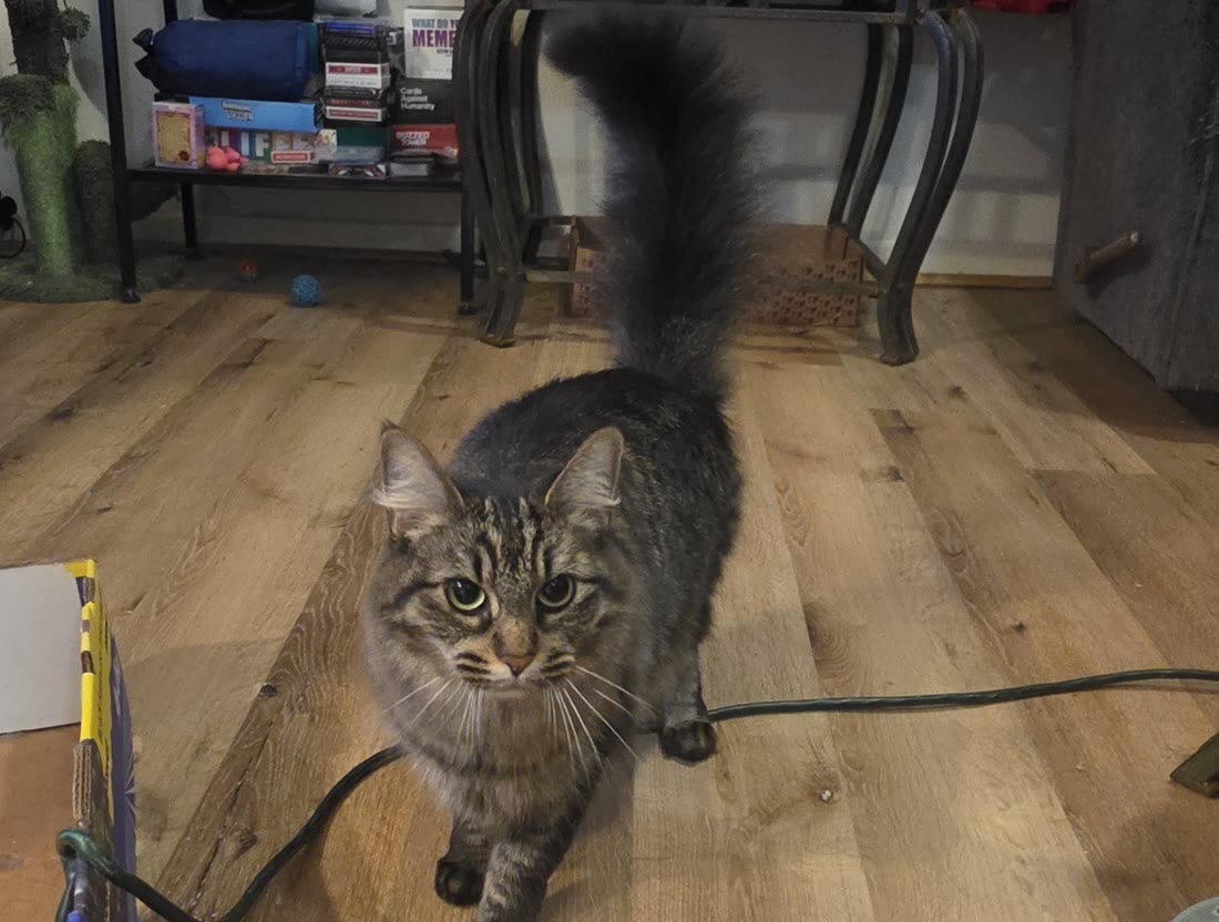 Rose, a long-haired tabby walking straight at the camera, face in full view and her enormous dark plume of a tail carried high behind her — the fluffiest cat in the house.